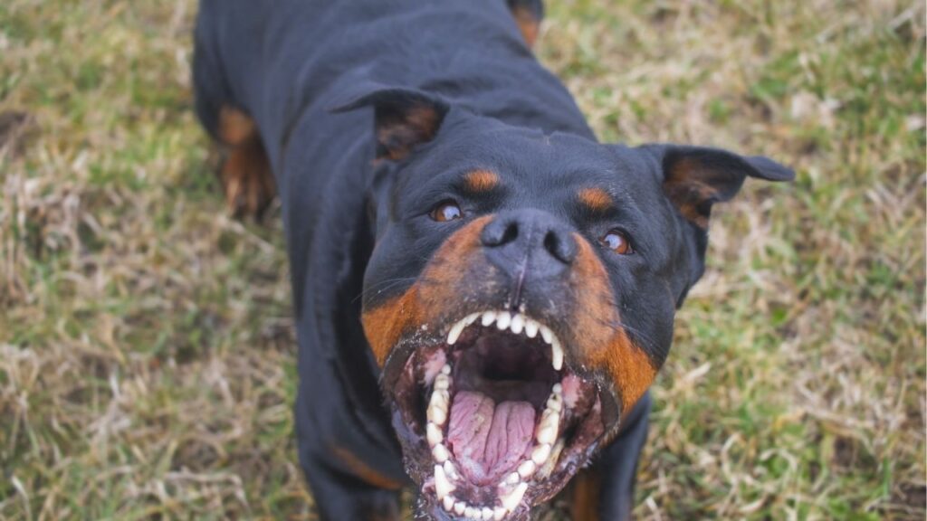 Former NFL player LeShon Johnson faces federal charges for running a large dogfighting operation, risking significant prison time. (Shutterstock)