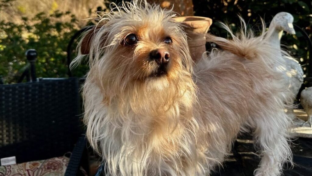 Lilly the Terrier